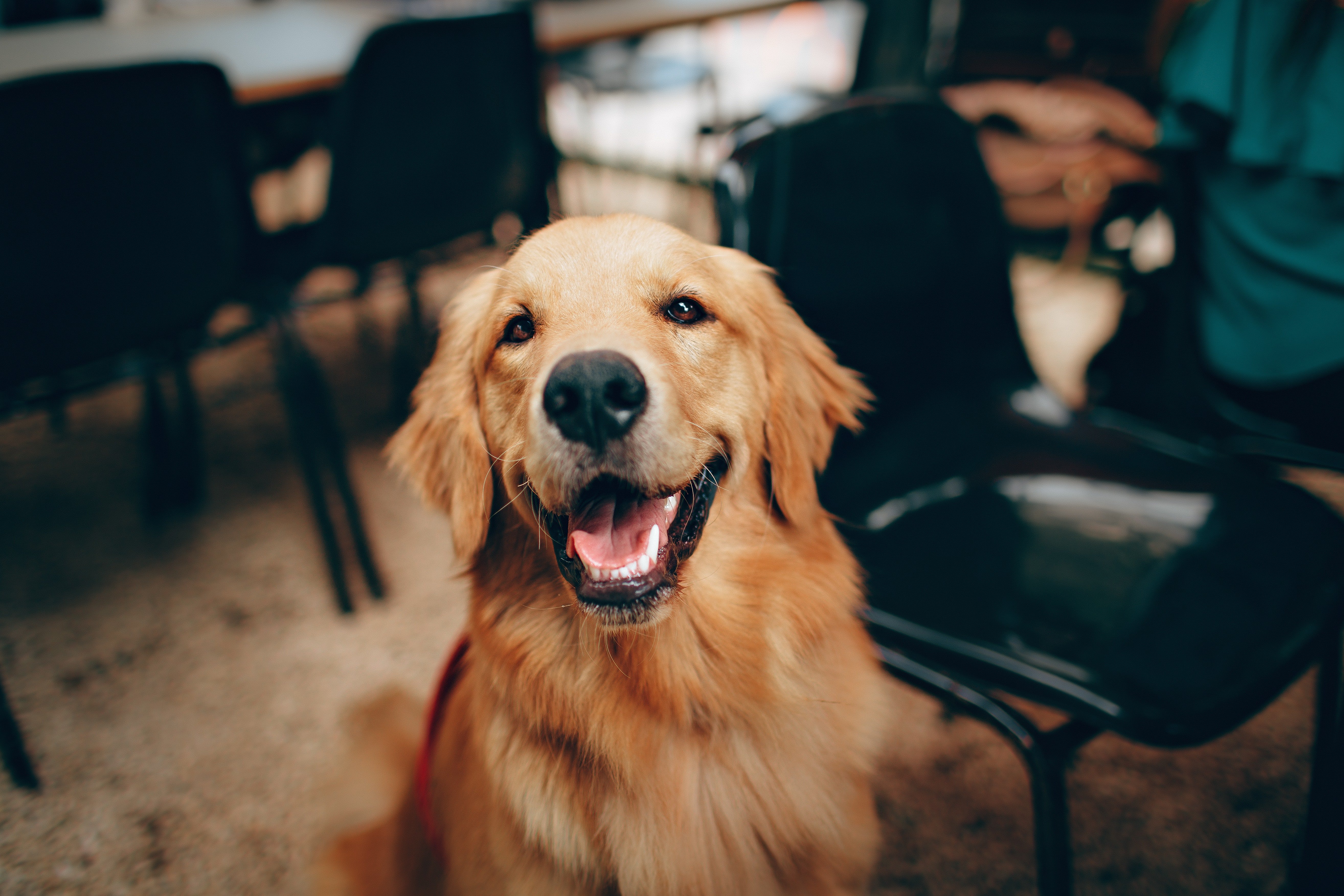 Designers Guild Building Dog Friendly